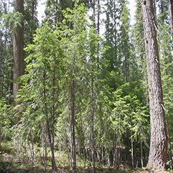 dense growth of young white fir trees