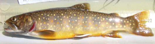 bull trout and brook trout hybrids
