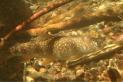 bull trout brook trout hybrid