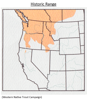 Description of the bull trout distribution in the pacific northwest.