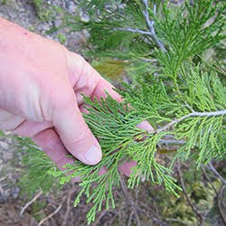 a hand touching an incense cedar leaf