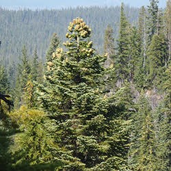 Cones atop a Shasta Red Fir Tree