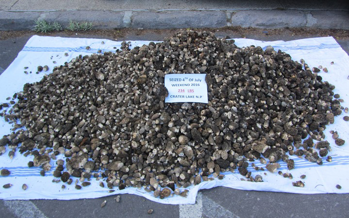 Seized mushrooms at Crater Lake