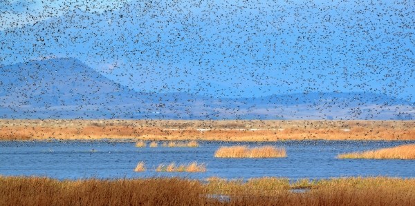 Hundreds of ducks in flight over grasslands and water of Lower Klamath National Wildlife Refuge.
