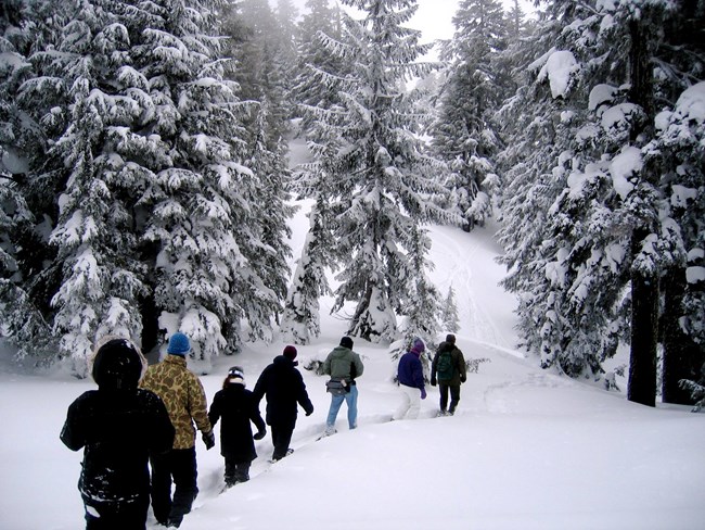 Ranger leads visitors in a snowshoe walk through the forest.