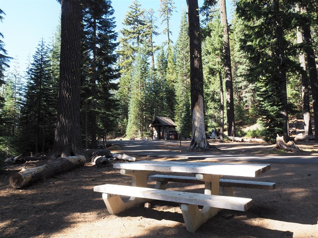 A picnic table under a diverse forest with dappled light, a vault toilet and trash recpticle.
