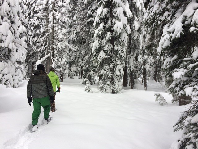 Two people snowshoe through a forest laden with fresh snow