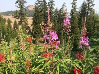 Fireweed along North Entrance