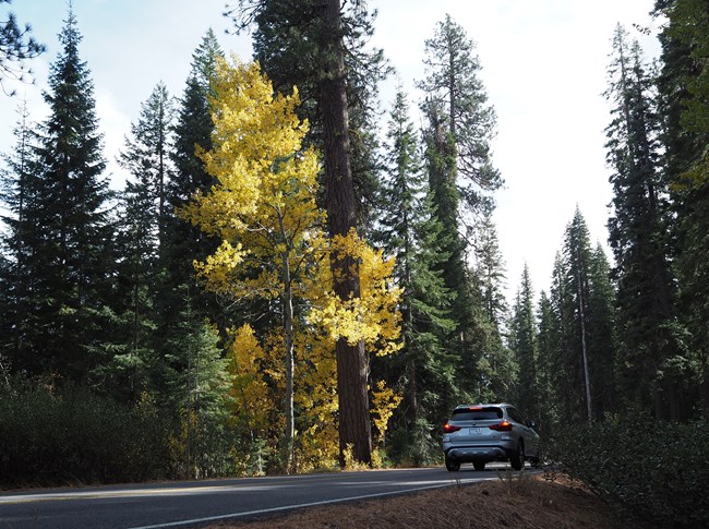 Brake lights are on a silver car slowing down past several trees displaying a yellow fall color