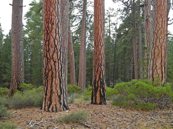 Ponderosa Pines near the South Entrance