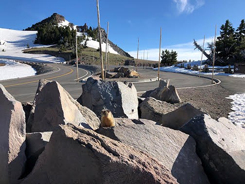 marmot on boulder, road, parking area, Hillman Peak