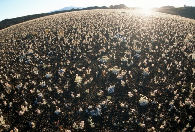 a bird's eye view of a black cinder flat dotted with many small light colored plants at sunrise