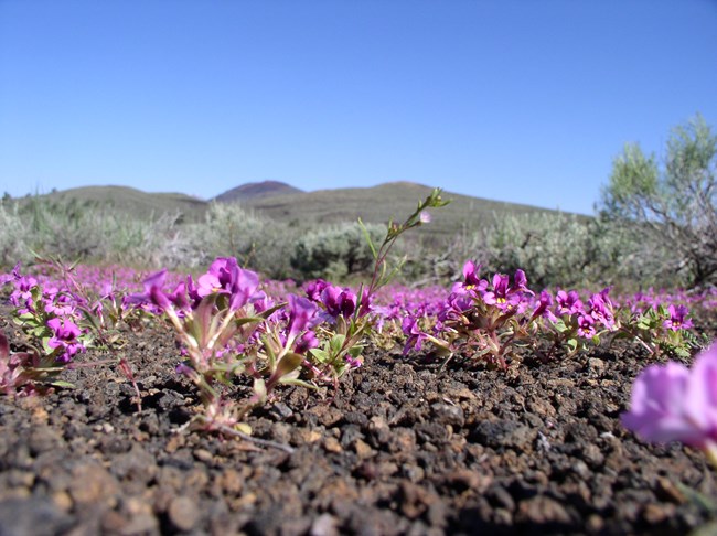 dark, cinder soil covered with small, pink flowers with five petals