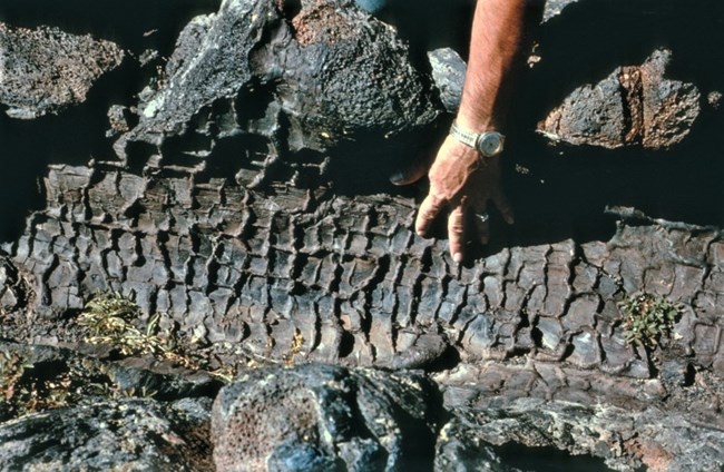 a hand pointing to the imprint of a small charred tree trunk in brown lava rock, the imprint is about 8 inches across