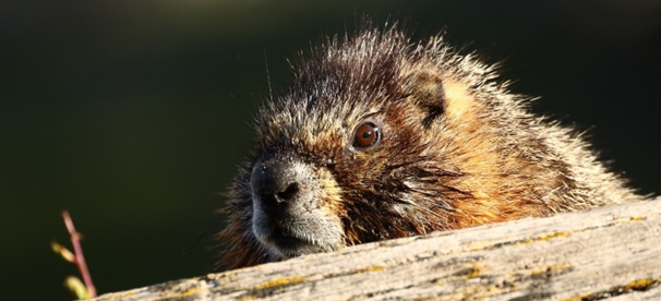close-up of a yellowbellied marmot face