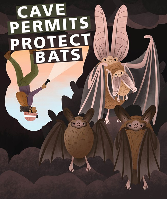 illustration of several bats hanging from a cave ceiling with a caver shining light on text that reads "cave permits protect bats"
