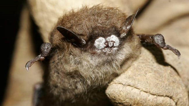 a small brown bat with patches of fuzzy white fungus on its nose and ears