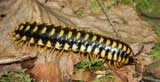 millipede