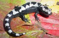 Marbled salamander
