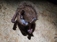 bat with white nose synd