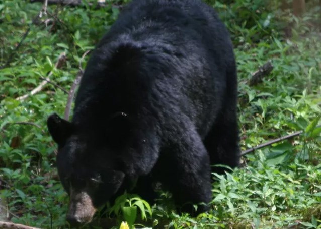 Black Bear