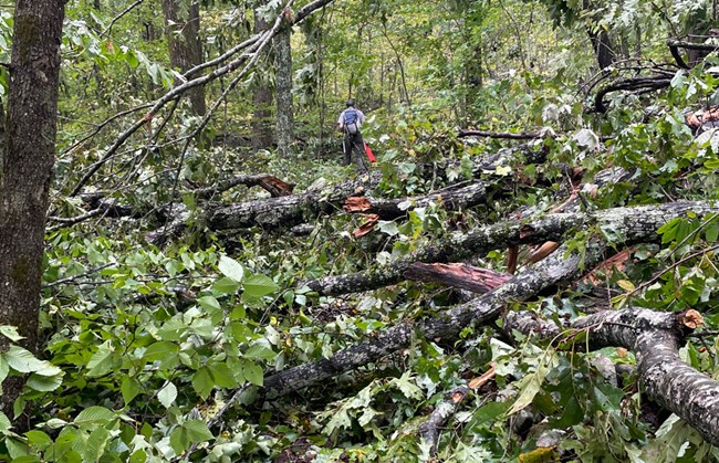 Chadwell Gap Trail is blocked by downed trees and debris after storm damage. A person in outdoor gear,  is seen in the distance working to assess clear the trail.