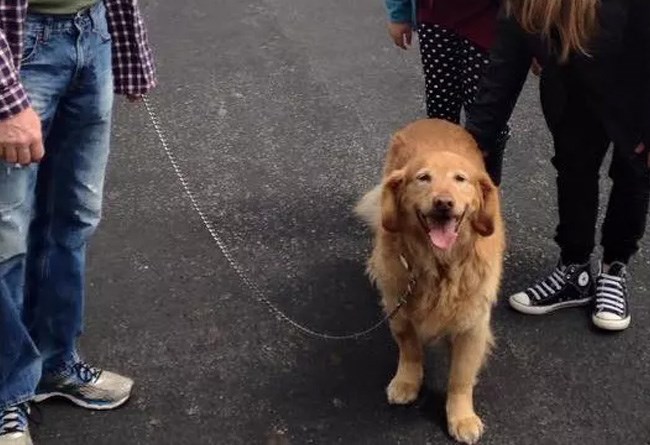 Dog on leash surrounded by three people
