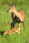 deer with fawn