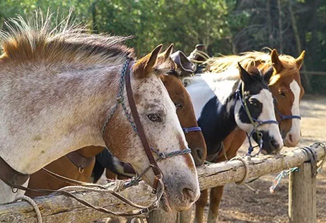 four horses tied to a corral.