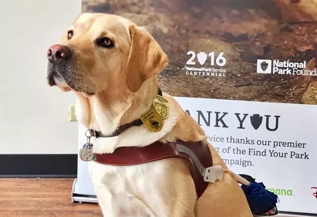 service dog
