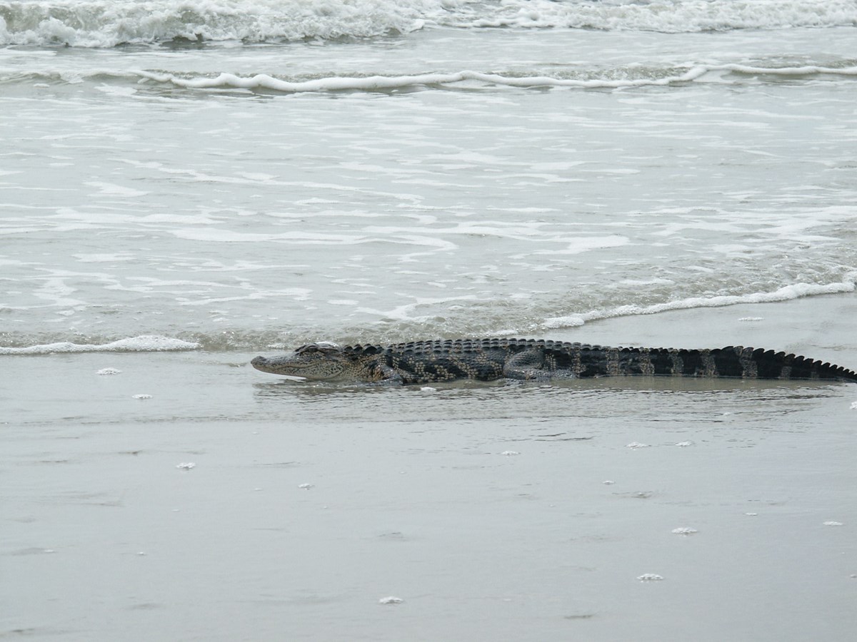 Alligators Cumberland Island National Seashore (U.S. National Park