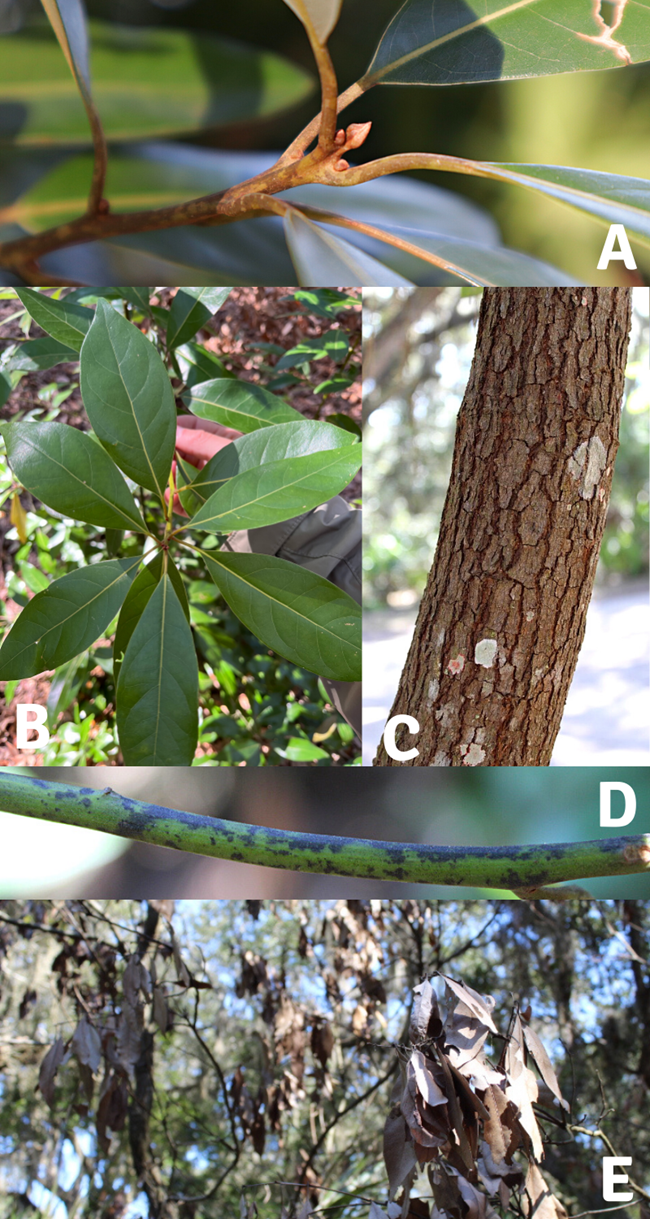 A collage of images showing identifying features of the redbay tree including the buds, leaves, bark, twig coloration, and dead leaves.