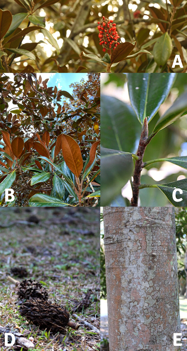 Collage of images showing identifying features of the live oak tree including the branches, bark, twig and buds, leaves, and Spanish moss.