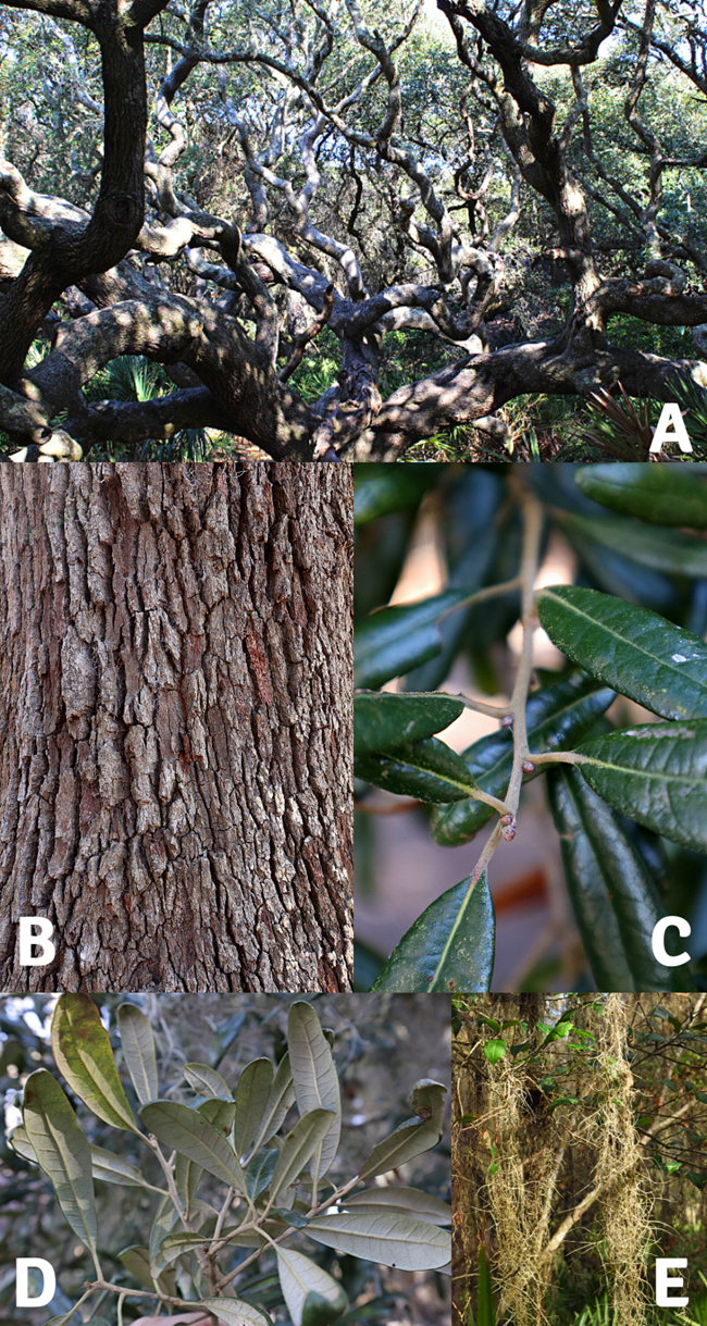 Collage of images showing identifying features of the live oak tree including the branches, bark, twig and buds, leaves, and Spanish moss.