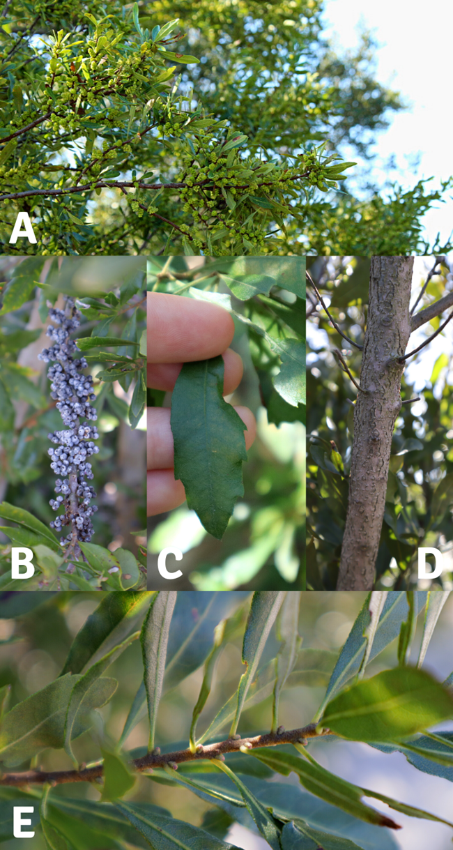 A collage of images showing identifying features of the wax myrtle shrub including the foliage, fruit, leaf serrations, bark, and buds.