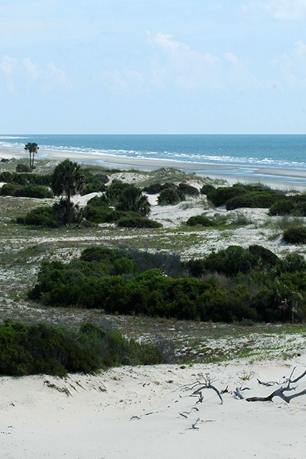 undeveloped beach on a sunny day; sand dunes with vegetation