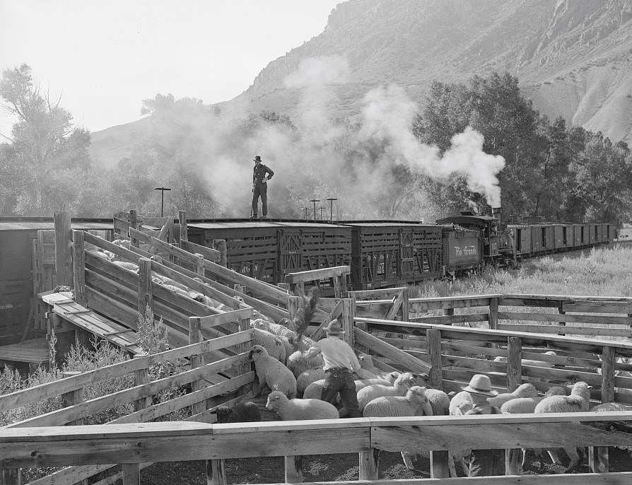 Lambs inside a corral are loaded into railcars next to a field. A man stands on top of a railcar. A steam engine is further down the line of railcars. A mountainside is in the background.