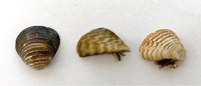 Image of an Asian clam, zebra mussel shell, and quagga mussel shell next to each other