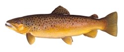 Illustrated drawing of a brown and yellow fish with black and orange dots