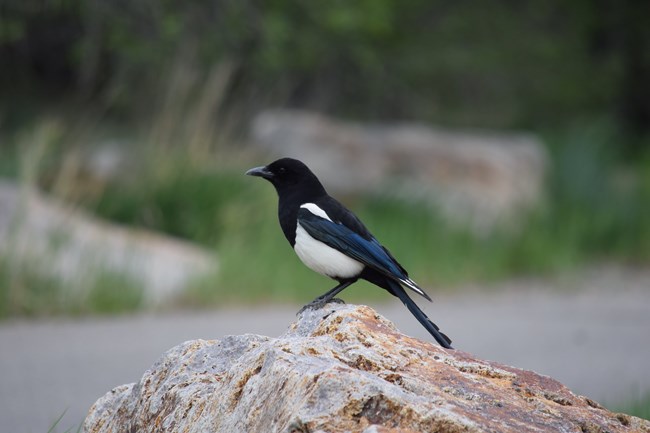 A black and white bird with a long beak stands on a brown, red, and grey rock