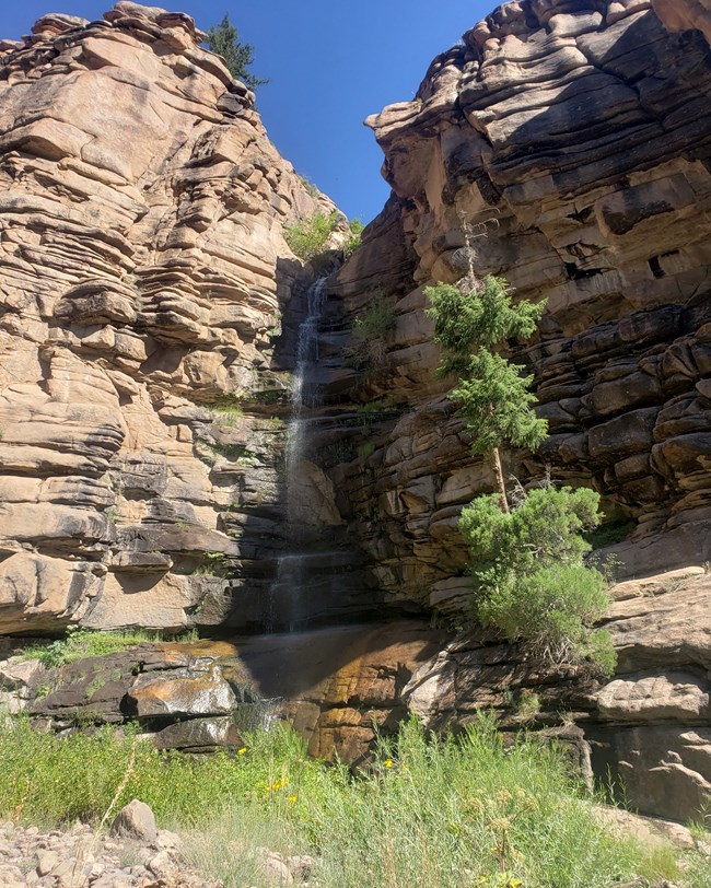 Small waterfall flows down the side of a brown canyon wall. Rocks are wet beneath it. A small conifer tree grows besides the waterfall. Blue sky is above; small green plants at the base.