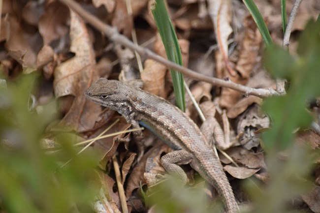 A small brown lizard with a blue tinted belly walks through dead leaves and twigs.