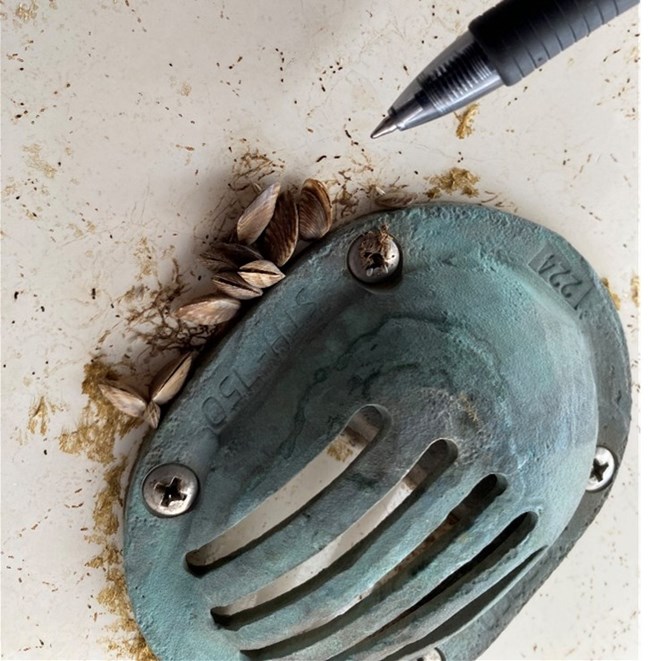 Close up image of a boat with mussels attached to a drain