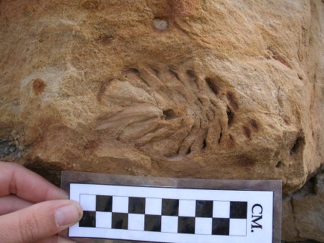 Pinecone impression on beige and light brown rock. A black and white scale is held underneath the pinecone.