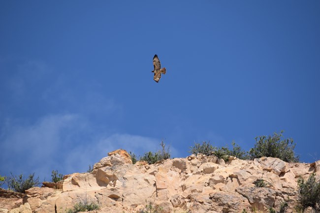 Hawk with red, brown, and black feathers soars over a greyish pink cliff wall.