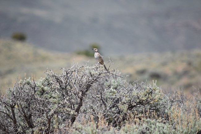 A small brown, white, and grey bird perched on a bare shrub with minimal vegetation.