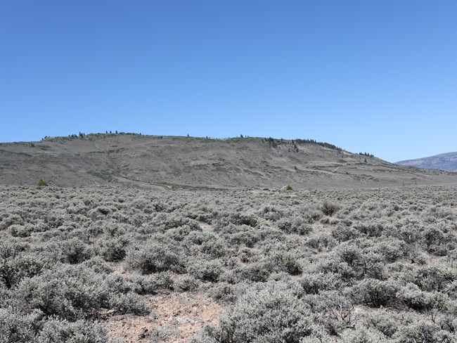 Sagebrush plants across a large area and up the surrounding mesa