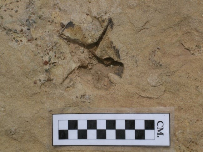 Impression of a vertebrae in beige light brown rock. Small pebbles are visible in the rock beside it. A black and white checkered scale is placed below the fossil.