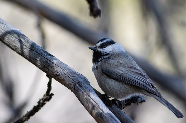 A small bird with black and white head, gray body, and a white stripe over eyes. It is perched on a thin bare branch.