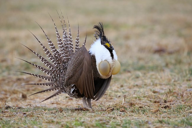 A brown bird with white neck feathers, long tail feathers, and yellow egg shaped skin sacs.